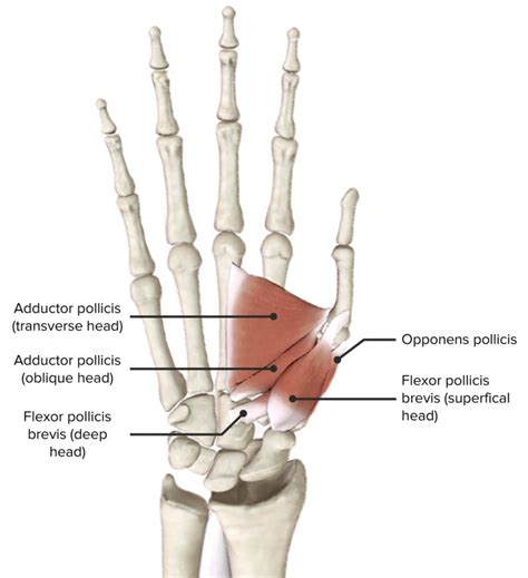 flexor pollicis brevis origin and insertion